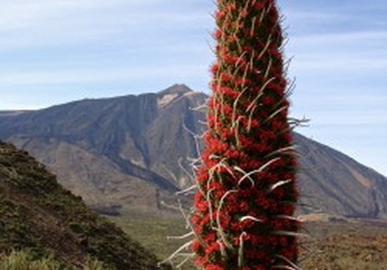hike to Mount Teide