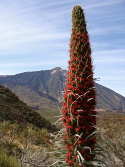 hike to Mount Teide