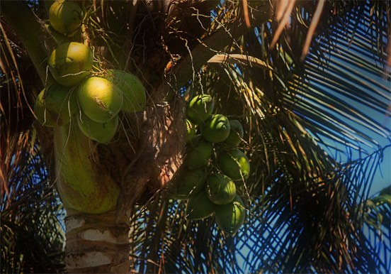coconuts at Palmetum Botanical Garden in Tenerife