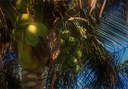 coconuts at Palmetum Botanical Garden in Tenerife