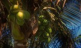 coconuts at Palmetum Botanical Garden in Tenerife
