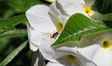 insects and flowers at Palmetum Botanical Garden in Tenerife