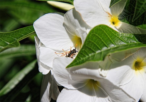 insects and flowers at Palmetum Botanical Garden in Tenerife
