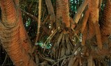 island palm trees roots at Palmetum Botanical Garden