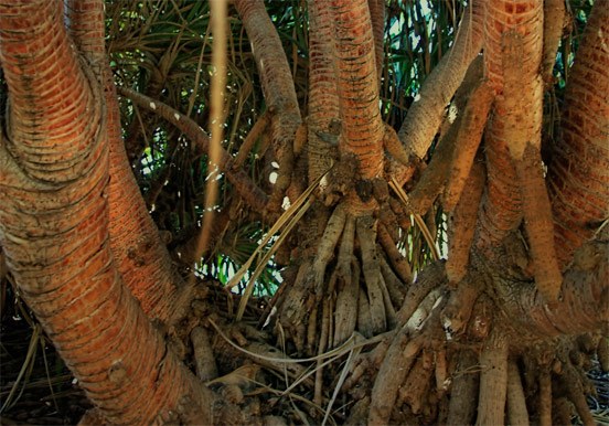 island palm trees roots at Palmetum Botanical Garden