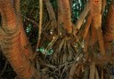 island palm trees roots at Palmetum Botanical Garden