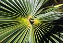 palm leaves pattern at Palmetum Botanical Garden