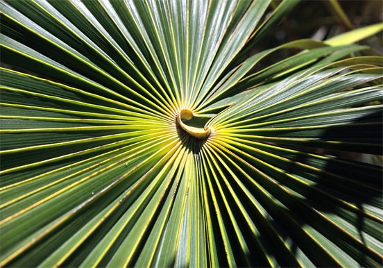 palm leaves pattern at Palmetum Botanical Garden