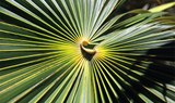 palm leaves pattern at Palmetum Botanical Garden