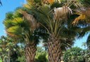 palm trees at Palmetum Botanical Garden