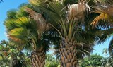 palm trees at Palmetum Botanical Garden