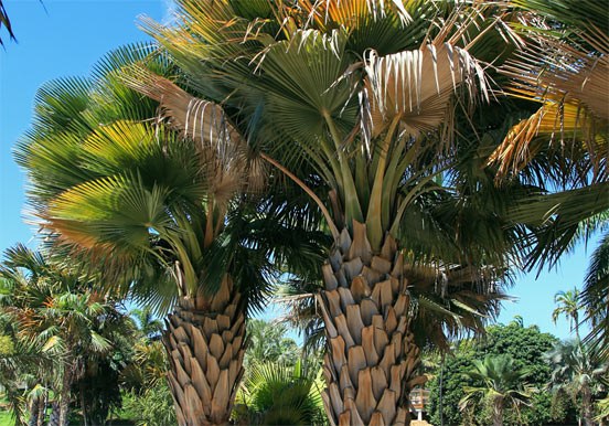 palm trees at Palmetum Botanical Garden