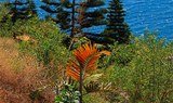 Palmetum Botanical Garden in Tenerife