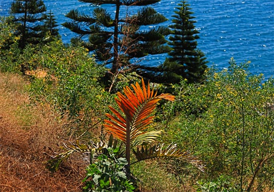 Palmetum Botanical Garden in Tenerife