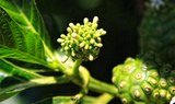 Palmetum Botanical Garden plant species