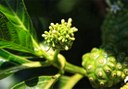 Palmetum Botanical Garden plant species