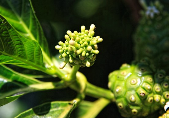 Palmetum Botanical Garden plant species