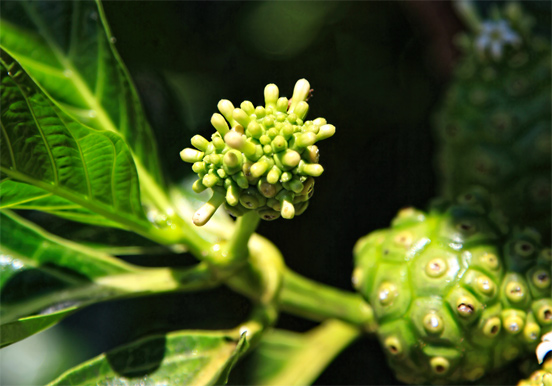 Palmetum Botanical Garden plant species