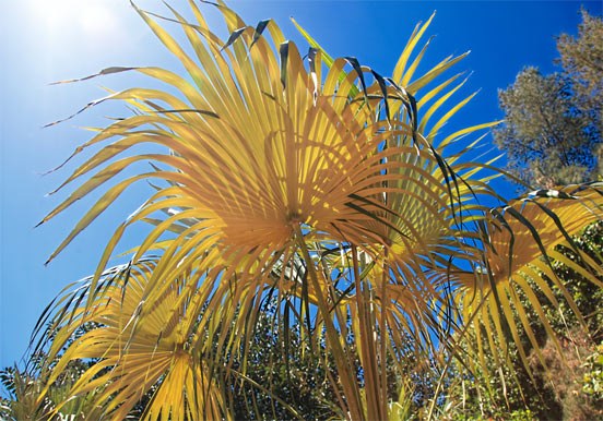 palms at Palmetum Botanical Garden