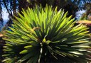 plants at Palmetum Botanical Garden