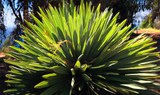 plants at Palmetum Botanical Garden