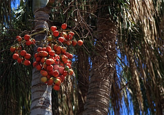 tree fruits at Palmetum Botanical Garden