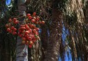 tree fruits at Palmetum Botanical Garden