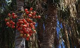 tree fruits at Palmetum Botanical Garden