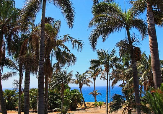 trees at Palmetum Botanical Garden in Tenerife