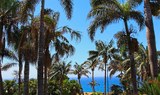 trees at Palmetum Botanical Garden in Tenerife