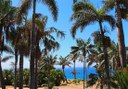 trees at Palmetum Botanical Garden in Tenerife