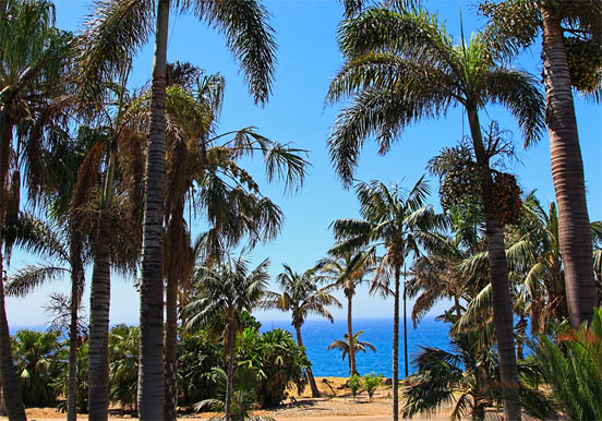 trees at Palmetum Botanical Garden in Tenerife