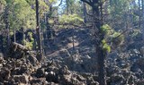 explore Teide forest via quad adventure