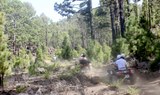 Quad in the pine forest of Tenerife.jpeg