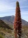 hike to Mount Teide