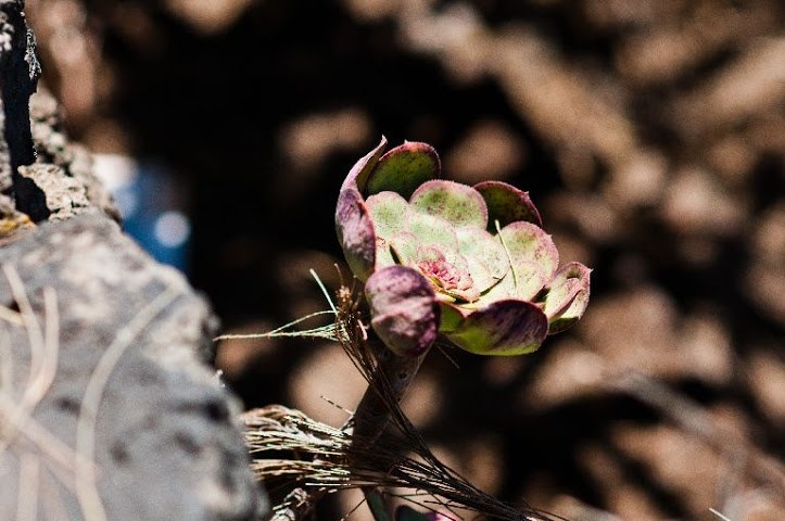 DSC_4444.jpg